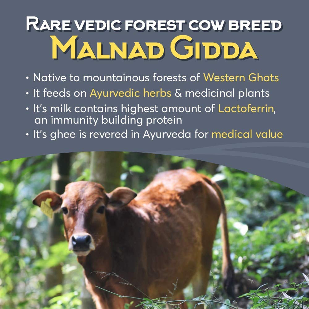 Indic Organics Forest Grazing Malnad Gidda Desi Cow's A2 Ghee - 500 ml - Pack of 1 image 5