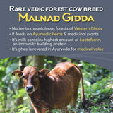 Indic Organics Forest Grazing Malnad Gidda Desi Cow's A2 Ghee - 500 ml - Pack of 1 image 5