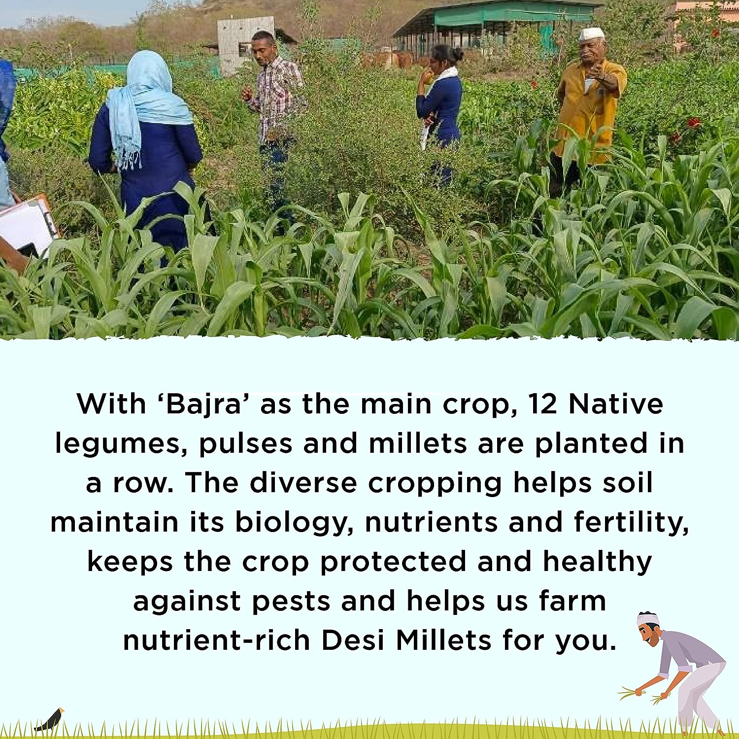 Two Brothers Organic Farms Kodo Millets - 1 kg image 7